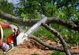  Ladera Heights, CA Tree Services Pros