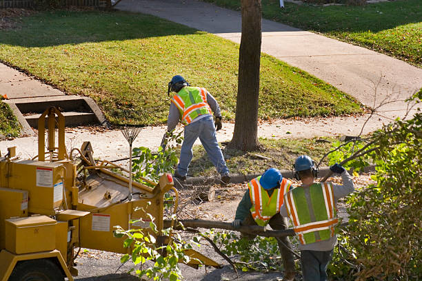 Best Root Management and Removal  in Ladera Heights, CA