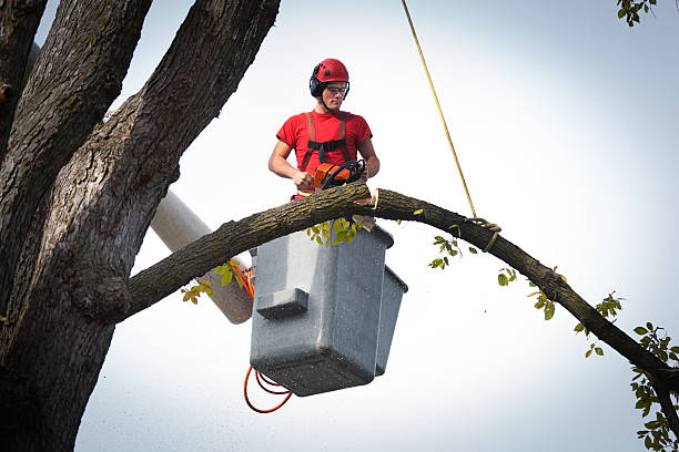 Best Tree Removal Service  in Ladera Heights, CA