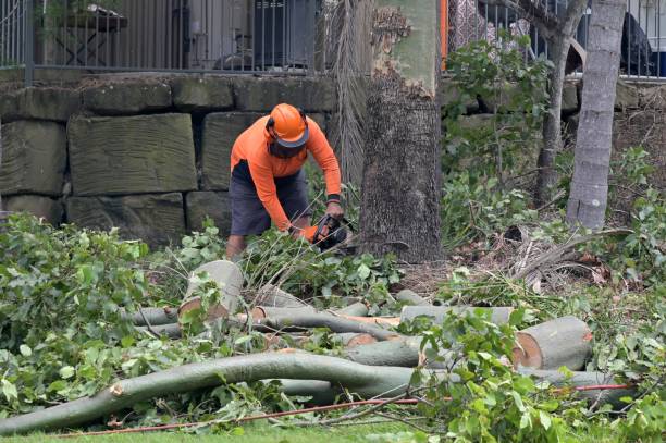 Best Tree Preservation Services  in Ladera Heights, CA