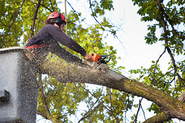 Best Tree Risk Assessment  in Ladera Heights, CA