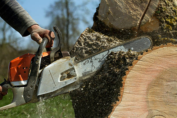 Tree and Shrub Care in Ladera Heights, CA